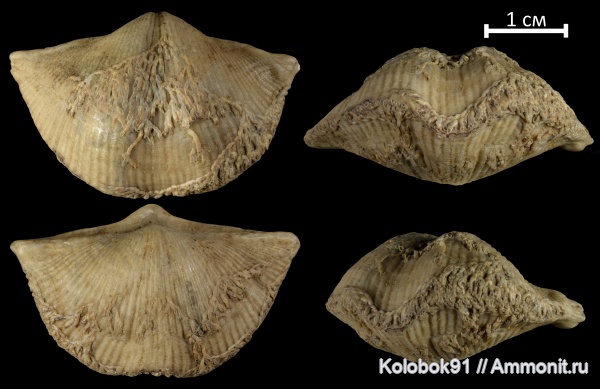 брахиоподы, девон, мшанки, Cyrtospirifer, Cyrtospirifer rudkinensis, Hederella