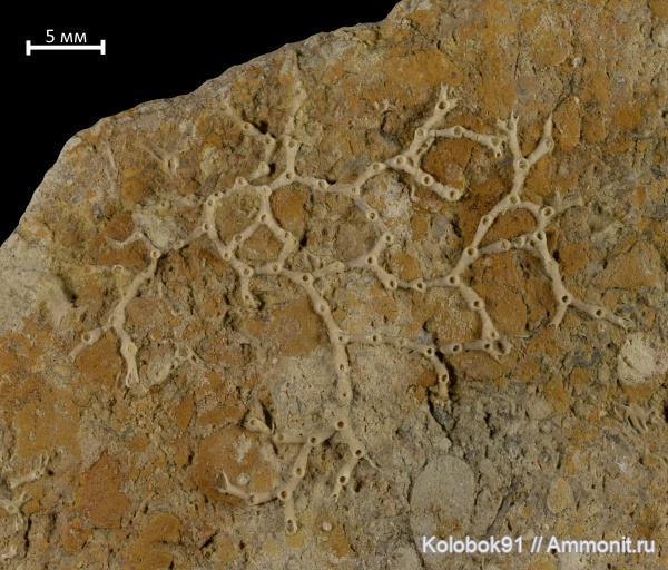 кораллы, Aulopora, табуляты