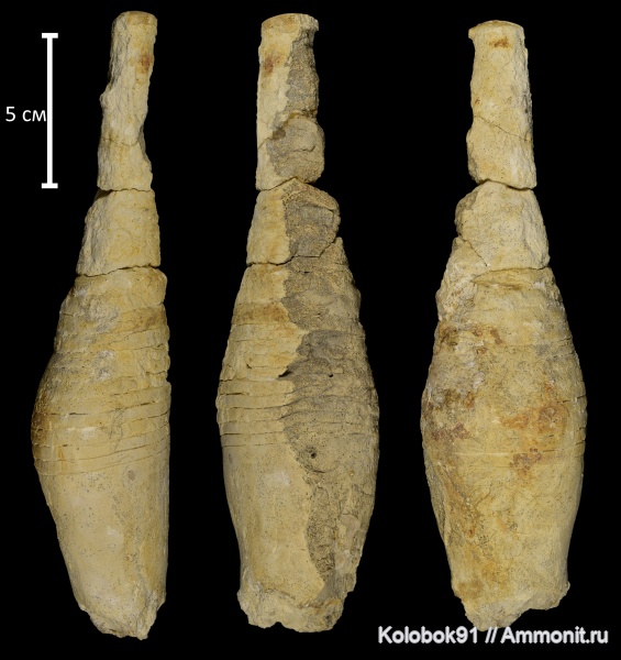 наутилоидеи, Discosorida, Paramecynoceras