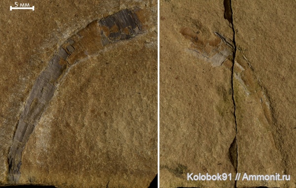 кембрий, Якутия, проблематики, хиолительминты, Hyolithelmintida