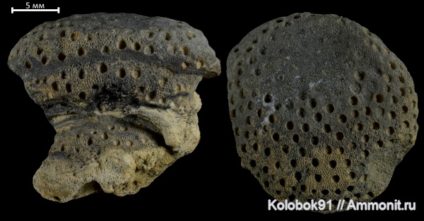 силур, кораллы, Heliolithoidea, Plasmopora