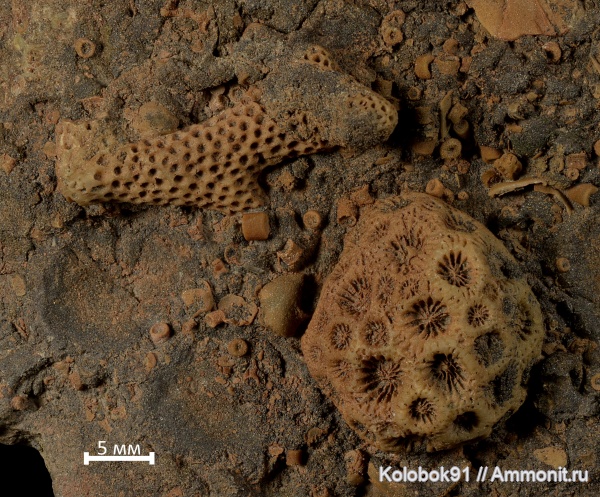 табуляты, КМА, Fasciphyllum Schluteri, Fasciphyllum