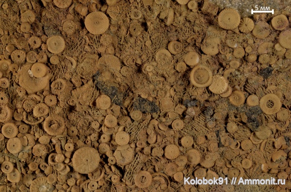 морские лилии, иглокожие, криноидеи, Echinodermata, Crinoidea