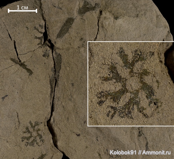 девон, водоросли, КМА