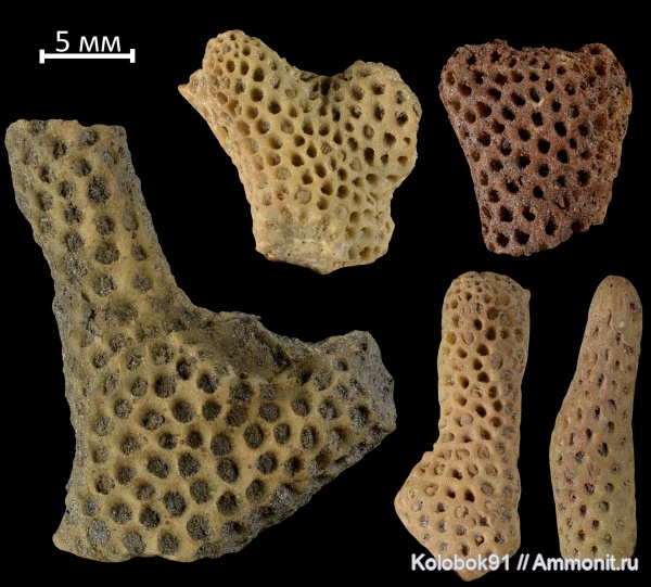 кораллы, табуляты, КМА, Pachyporidae