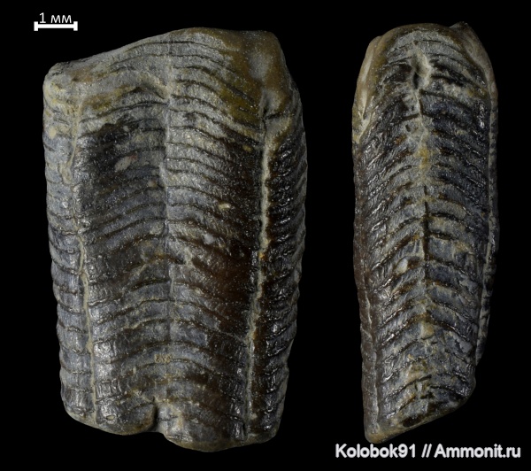 девон, конулярии, Conularia