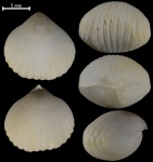 Orbirhynchia sp.