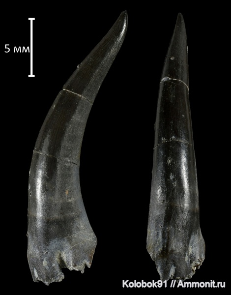 девон, рыбы, Sarcopterygii, КМА, Onychodus, лопастеперые рыбы