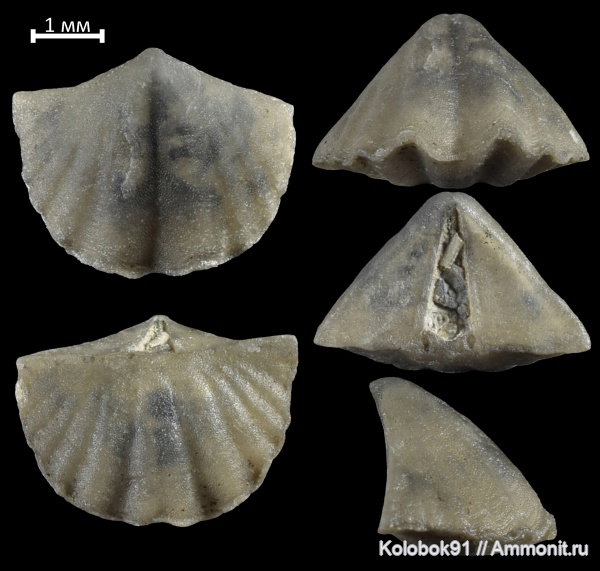 брахиоподы, девон, cyrtina demarlii, Cyrtina