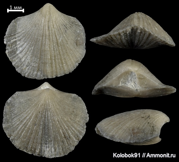 брахиоподы, девон, Monelasmina venjukovi, Monelasmina