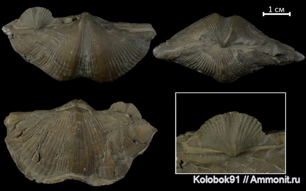 брахиоподы, девон, Cyrtospirifer, Cyrtospirifer rudkinensis