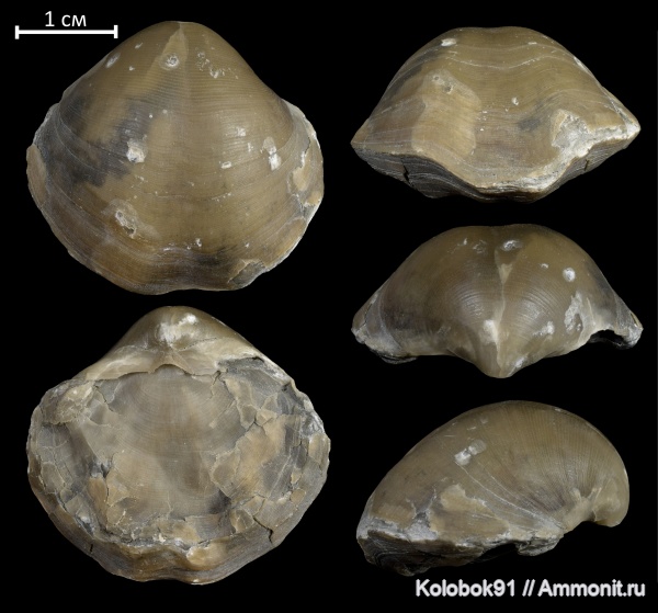 брахиоподы, девон, Eoreticularia pachyrincha, Eoreticularia