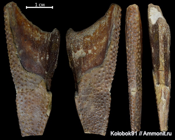 девон, рыбы, плакодермы, Placodermi, plourdosteus, fish, Arthrodiriformes