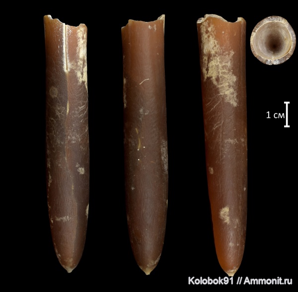 белемниты, мел, Belemnitella mucronata, Belemnitella, кампан, Campanian, Cretaceous, belemnites
