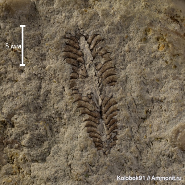 ордовик, граптолиты, Phyllograptus