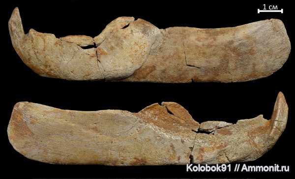 девон, рыбы, Dunkleosteus, плакодермы, Placodermi, fish, Arthrodiriformes, infragnathals