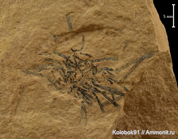 кембрий, Якутия, граптолиты