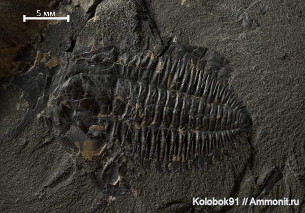 трилобиты, кембрий, Якутия, Bergeroniellus, Bergeroniellus spinosus