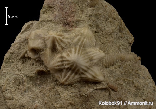 Echinoencrinites, Cystoidea, Rhombifera, Gonocrinites