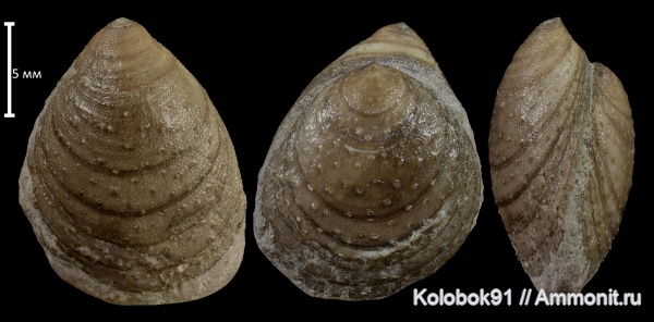 брахиоподы, ордовик, Eosiphonotreta verrucosa, Eosiphonotreta