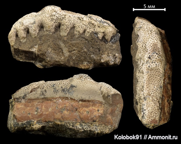 пермь, Eugeneodontiformes, Campodus