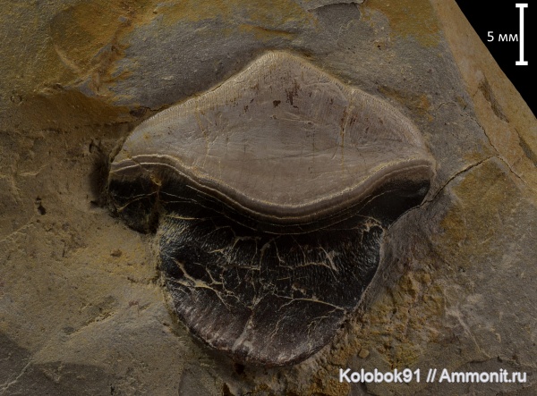 карбон, рыбы, Petalodontiformes, Petalodus