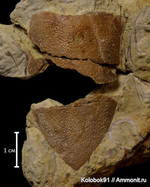 девон, рыбы, плакодермы, Placodermi, plourdosteus, fish, Arthrodiriformes