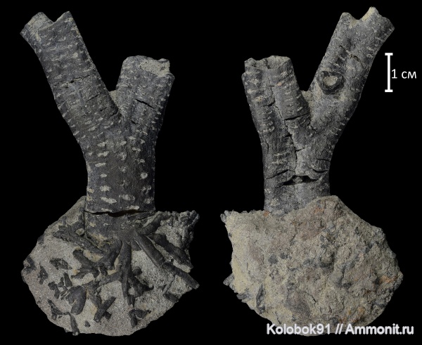 девон, Флора, плауновидные, Cyclostigma