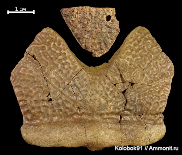 девон, рыбы, Placodermi, Bothriolepis, антиархи, nuchale, Antiarchiformes, Bothriolepis maxima, палкодермы, Postpineal