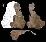 Череп плакодермы