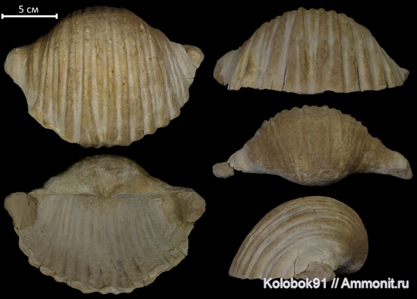 брахиоподы, карбон, Gigantoproductus, Gigantoproductus giganteus