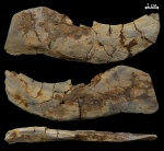 Челюсть крупной плакодермы