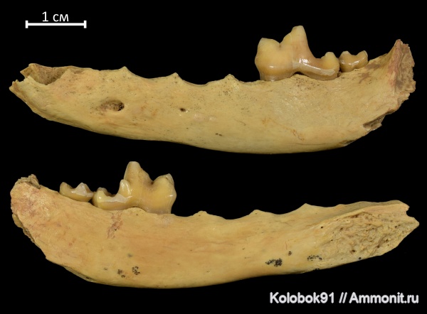 плейстоцен, Алтай, Vulpes vulpes, vulpes