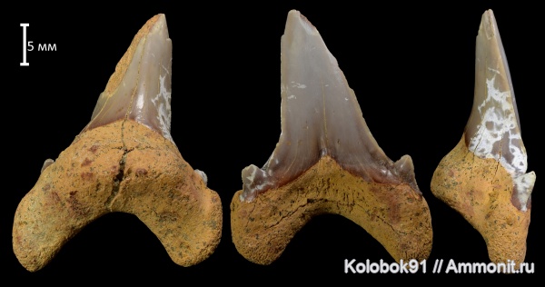 мел, акулы, Dwardius