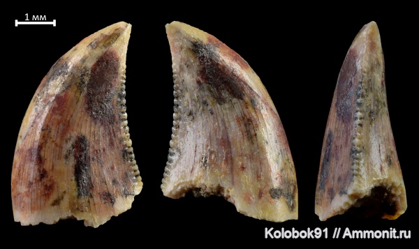 пермь, Archosaurus rossicus, Archosaurus, Archosauromorpha