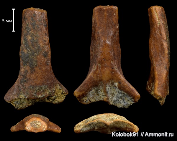 мел, химеры, сеноман, головной шип, Ischyodus, Cretaceous, класпер химеры, clasper spine, frontal clasper
