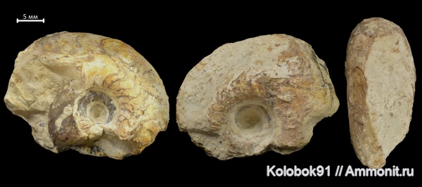 аммониты, девон, Goniatitida, Ammonoidea, Manticoceras, гониатиты