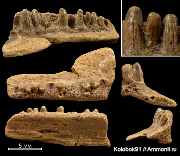 девон, рыбы, Sarcopterygii, fish, Osteolepiformes