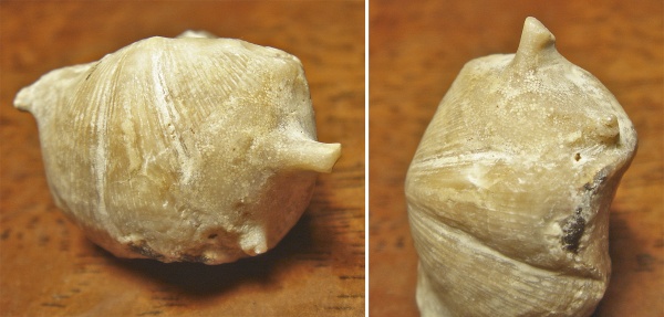 Cyrtospirifer, Stenopora, Epizoans