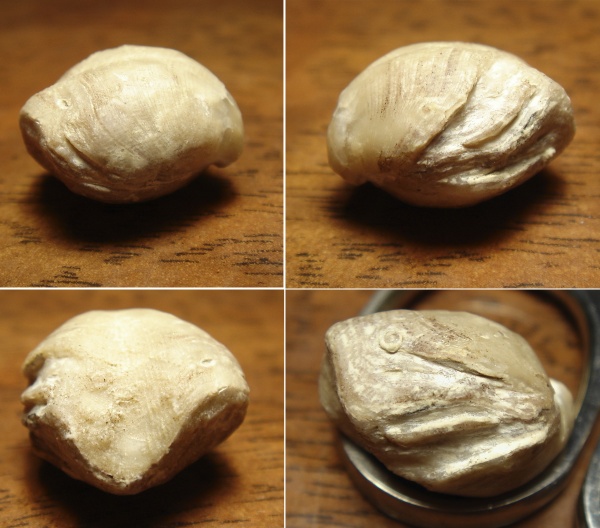 Athyris, прижизненные повреждения, Athyris concentrica, Athyridida, Уступ нарастания, Прижизненные повреждения брахиопод