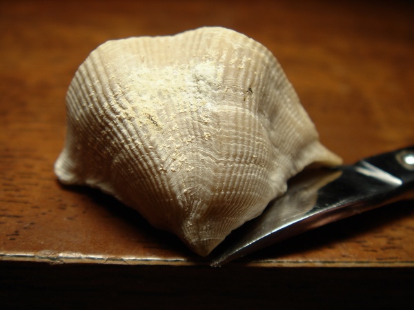 Cyrtospirifer, Epizoans, Ascodictyon, 