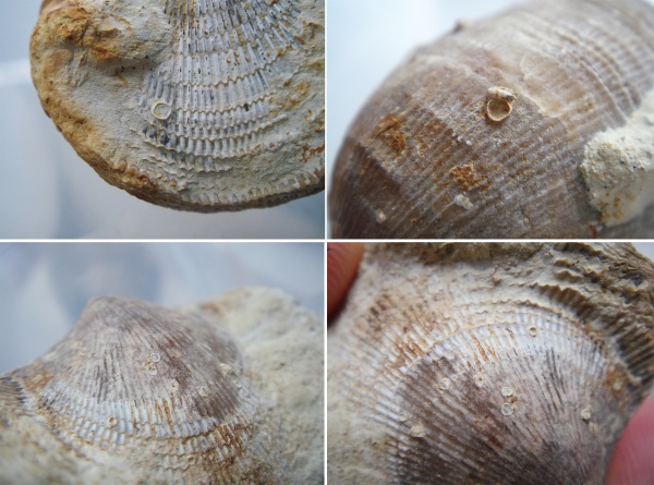 брахиоподы, Atrypa, обрастание, Epizoans