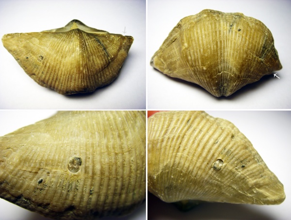 Cyrtospirifer, сверления, Прижизненные повреждения брахиопод, Прижизненные деформации (уродство) брахиопод, Boring predation, Bioerosion, Drilling predation, Boreholes