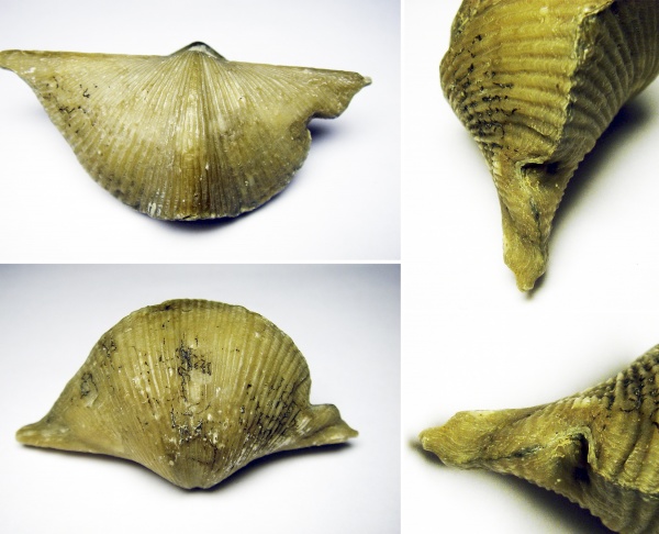 Cyrtospirifer, Прижизненные деформации (уродство) брахиопод