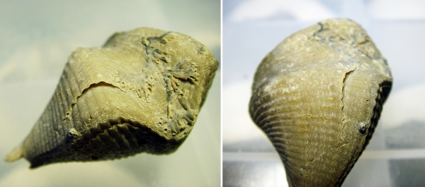 Cyrtospirifer, Hederella, Epizoans