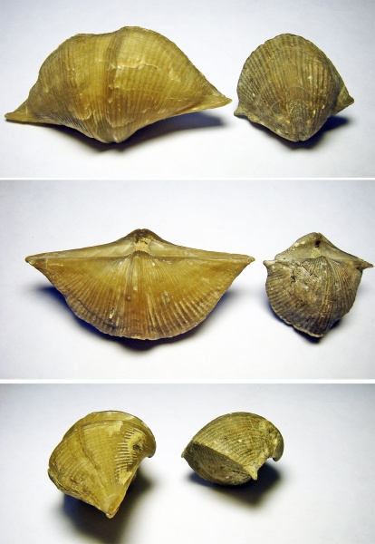 Cyrtospirifer, Прижизненные деформации (уродство) брахиопод