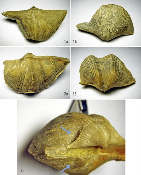 Cyrtospirifer, Прижизненные повреждения брахиопод, Прижизненные деформации (уродство) брахиопод