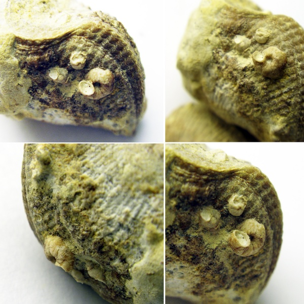 Cyrtospirifer, Microconchida, Epizoans, Palaeoconchus