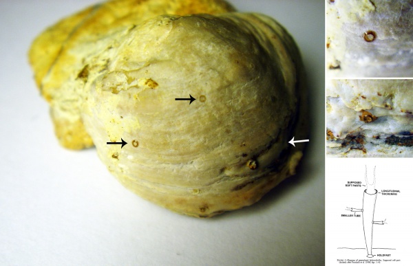 Sphenothallus, Epizoans, Двустворка-прилипала, Sphenothallus holdfast, Medusozoa