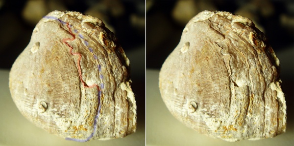 прижизненные повреждения, Atrypa, Прижизненные повреждения брахиопод